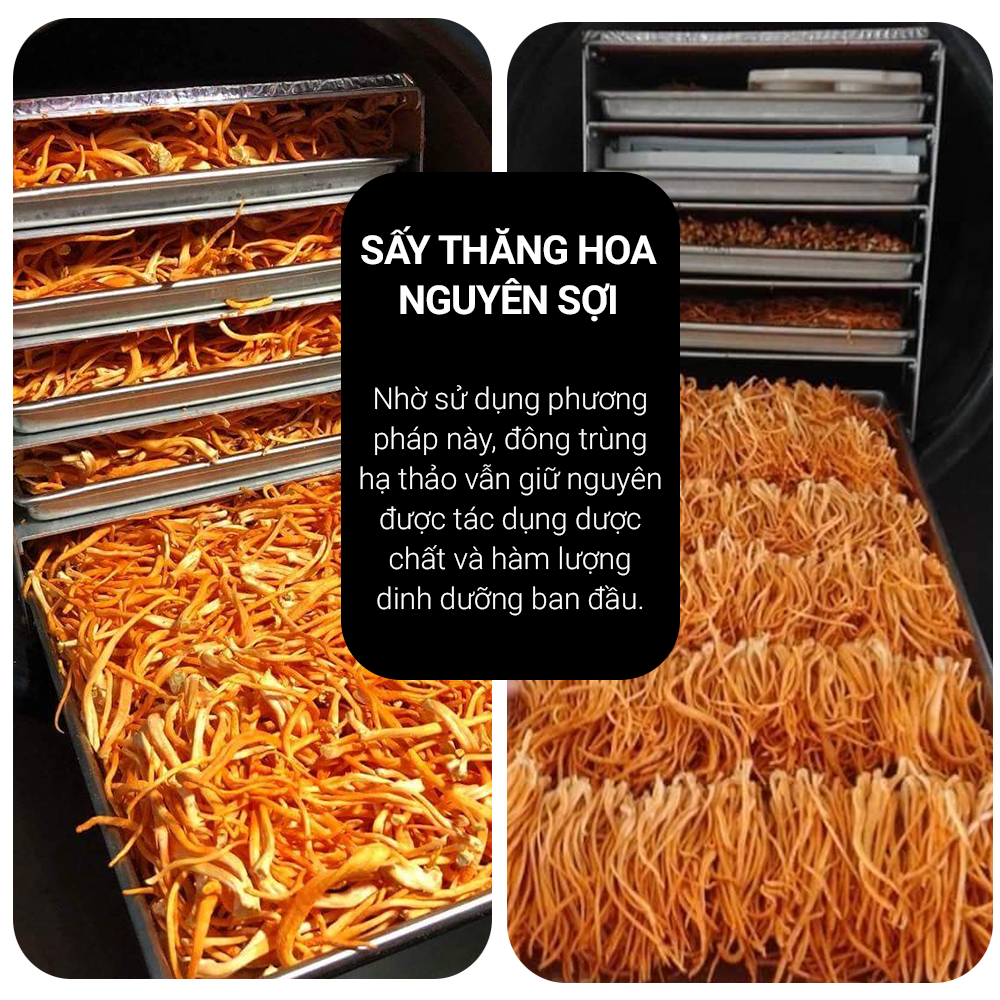 Đông trùng hạ thảo Toro nguyên sợi sấy thăng hoa tăng cường sinh lý hũ 10g