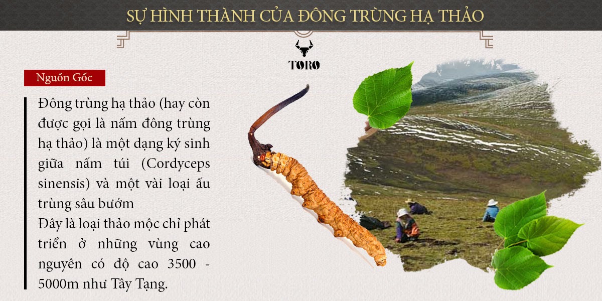 Đông trùng hạ thảo nguyên con 5g bổ dưỡng tăng cường sinh lực