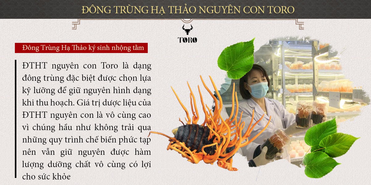 Đông trùng hạ thảo nguyên con 5g bổ dưỡng tăng cường sinh lực